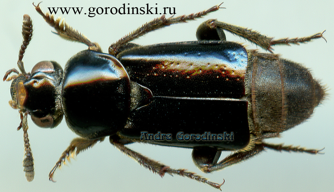 http://www.gorodinski.ru/silphidae/Ptomascopus morio.jpg